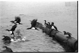 Fotografía relativa a la guerra de Malvinas