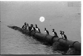 Fotografía relativa a la guerra de Malvinas