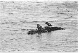 Fotografía relativa a la guerra de Malvinas
