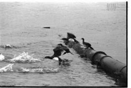 Fotografía relativa a la guerra de Malvinas