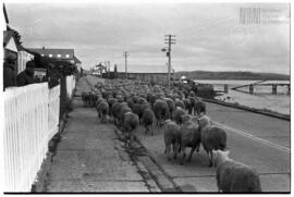Fotografía relativa a la guerra de Malvinas