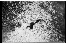 Fotografía relativa a la guerra de Malvinas