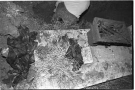 Fotografía de exhumación en el Cementerio de Ezpeleta