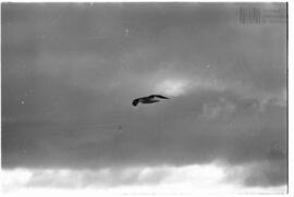 Fotografía relativa a la guerra de Malvinas