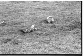 Fotografía relativa a la guerra de Malvinas