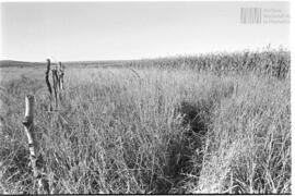 Fotografía de reconocimiento de Lomas del Torito