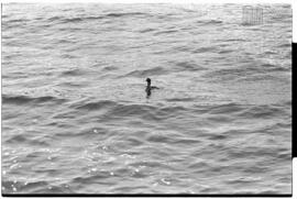Fotografía relativa a la guerra de Malvinas
